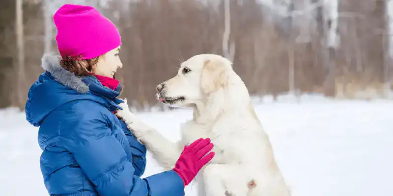 7 Safe & Fun Ways to Celebrate the Holidays with Your Pets