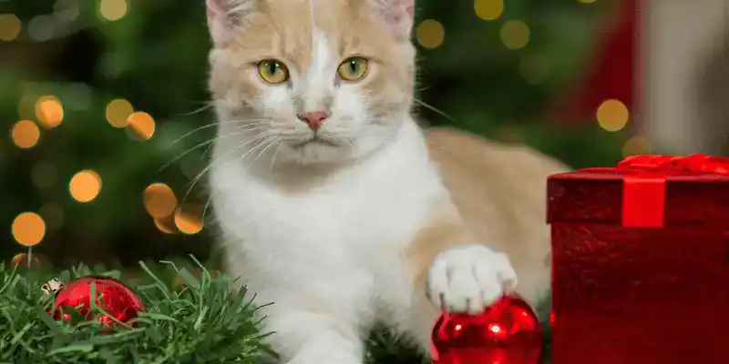 6 Common Holiday Items You Didn’t Know Were Toxic to Your Pet