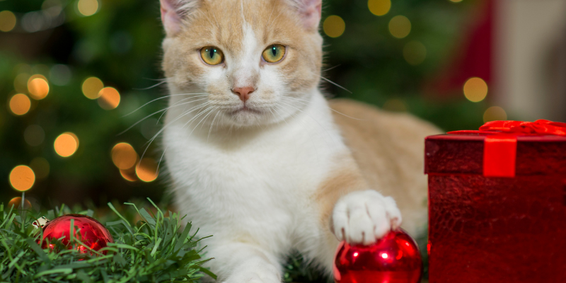 cat with paws on a glass ornament, holiday pet toxins, Animal Emergency & Referral Center of Minnesota