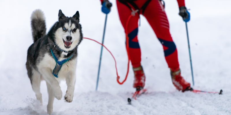 husky skijoring with owner on skis, holidays with pets, Animal Emergency & Referral Center of Minnesota