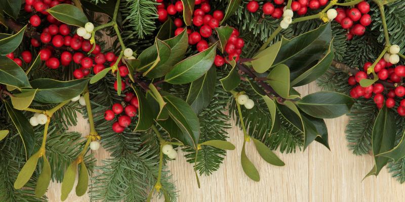mistletoe, holly, fake berries, holiday pet toxins, Animal Emergency & Referral Center of Minnesota