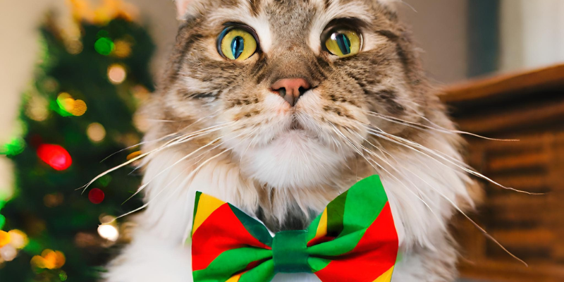 cat with a green, read, and yellow Kwanzaa bow tie, holidays with pets, Animal Emergency & Referral Center of Minnesota