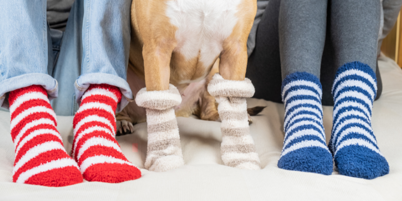 two humans wearing cozy socks with dog in middle wearing socks, holidays with pets, Animal Emergency & Referral Center of Minnesota