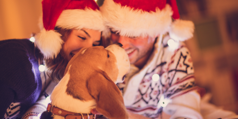 pet owners with Christmas sweaters and Santa hats on, dog licking man's face, holiday pet toxins, Animal Emergency & Referral Center of Minnesota