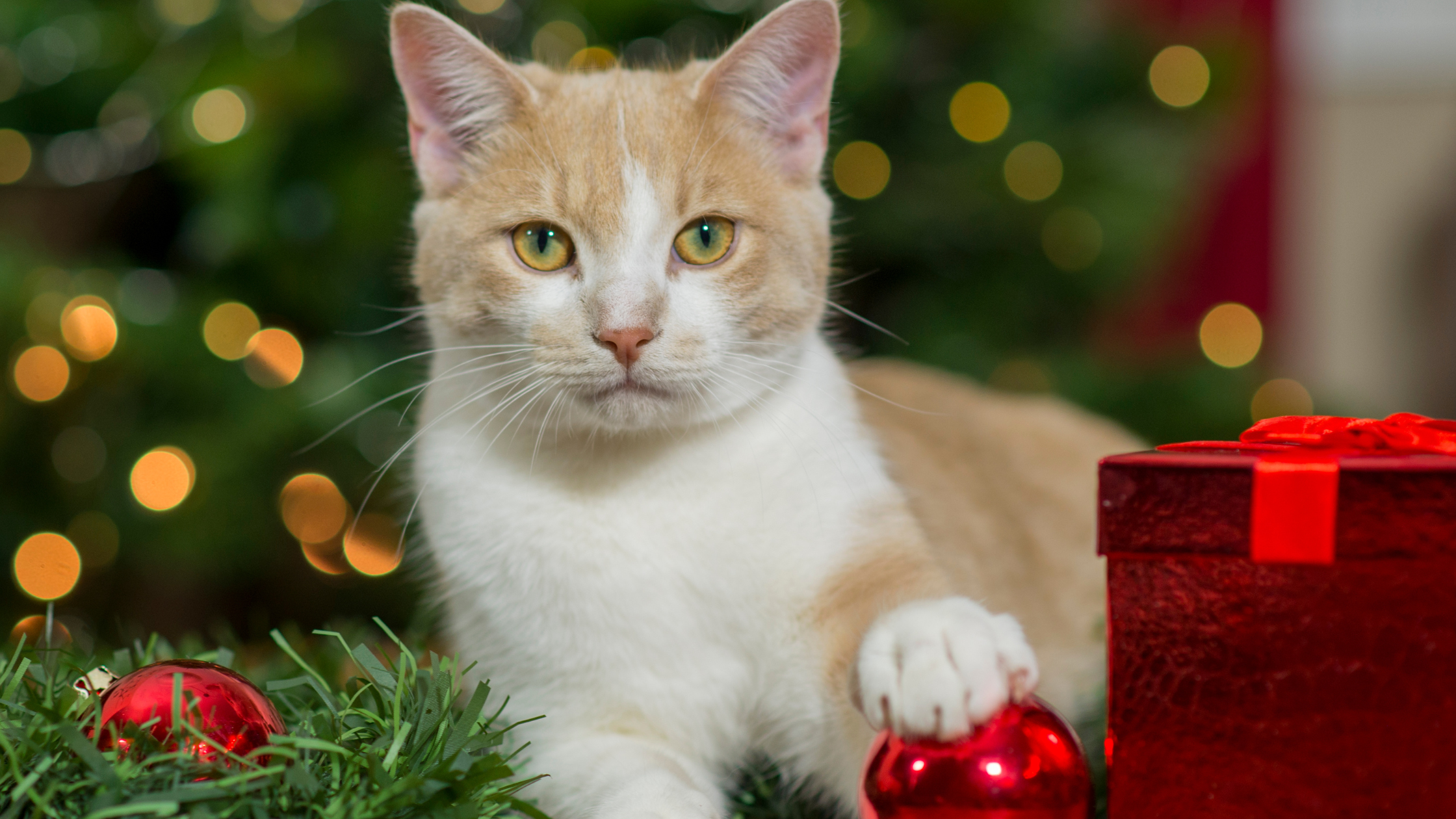 6 Common Holiday Items You Didn’t Know Were Toxic to Your Pet