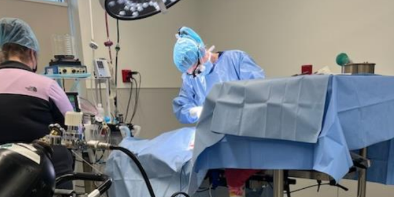 Surgery room, Dr. Carpentier performing surgery on pet on surgical table, Animal Emergency & Referral Center of Minnesota
