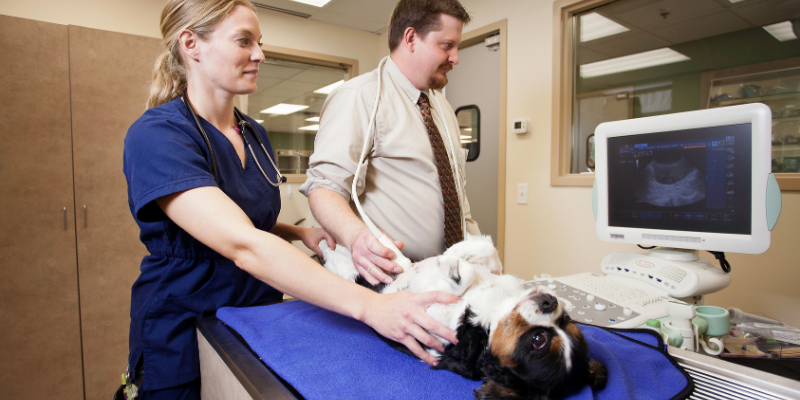 veterinarian and veterinary technician performing ultrasound on dog, abdominal ultrasound, veterinary ultrasound at Animal Emergency & Referral Center of Minnesota
