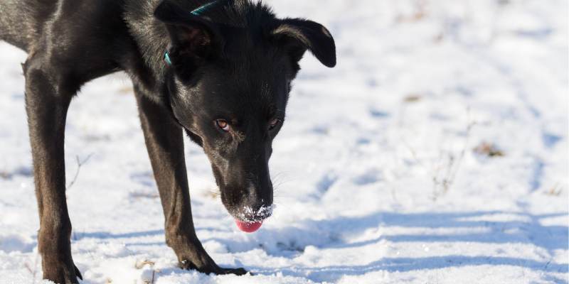 Black dog with snow on snout standing on snow-covered sidewalk with tongue sticking out, ice melt toxicity, Animal Emergency & Referral Center of Minnesota