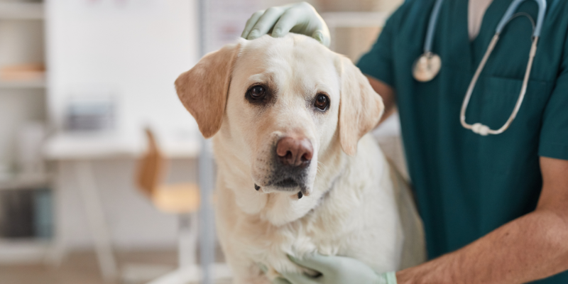 A labrador in a veterinary exam room with a doctor for a physical exam