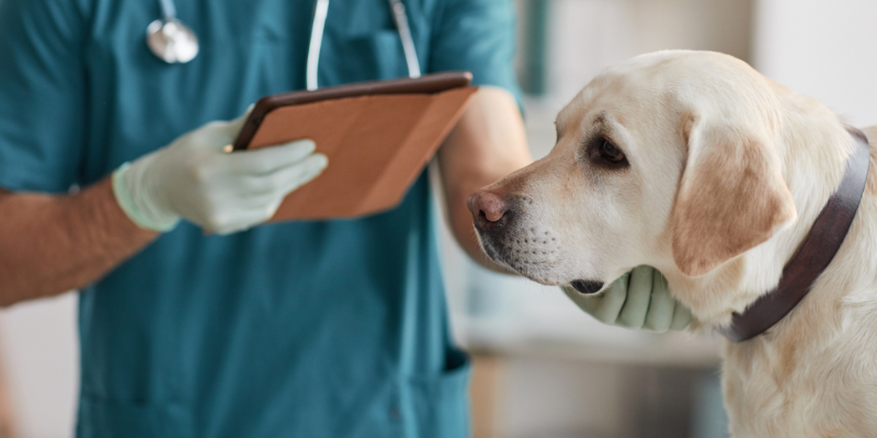 Veterinarian in blue scrubs and gloves holding clipboard while examining a dog at veterinary clinic, ice melt toxicity, Animal Emergency & Referral Center of Minnesota
