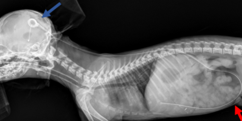 Pictured is a post-operative radiograph of a young dog with obstructive hydrocephalus that had a ventriculoperitoneal shunt placed. The blue arrow points to the shunt in the brain and the red one to the abdomen shunt, Animal Emergency & Referral Center of Minnesota