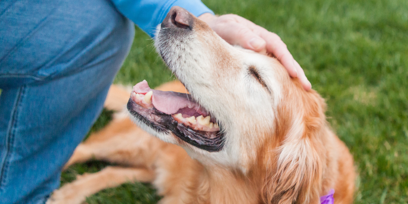 A pet owner petting his senior dog's head.