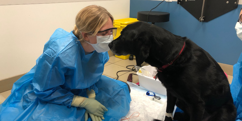 A veterinary technician in full PPE leaning into a dog who wants pets during chemotherapy in an exam room; veterinary oncology, Animal Emergency & Referral Center of Minnesota