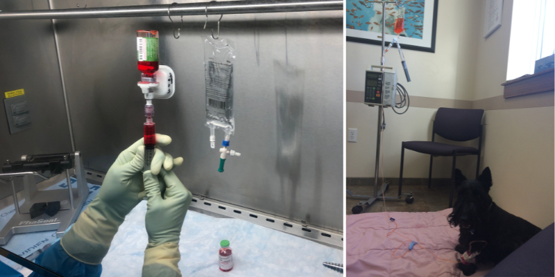 Gloved hands preparing chemotherapy protocols underneath hood; next photo is a dog lying on a blanket in an exam room while receiving chemotherapy; veterinary oncology, Animal Emergency & Referral Center of Minnesota