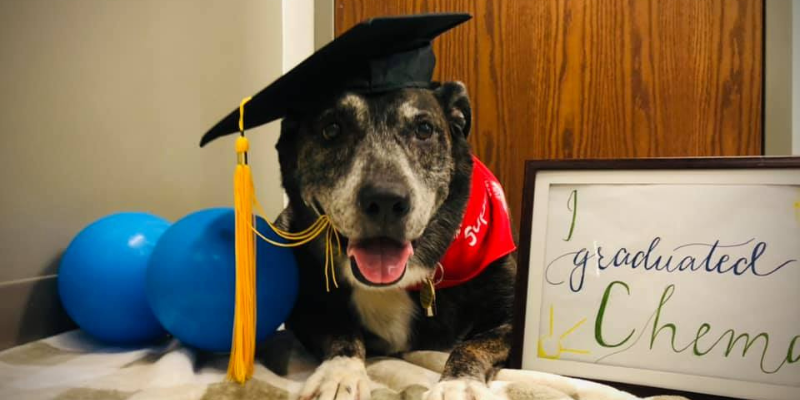 A dog wearing a black graduation hat with a yellow tassel next to a sign that says "I graduated chemotherapy"; veterinary oncology, Animal Emergency & Referral Center of Minnesota