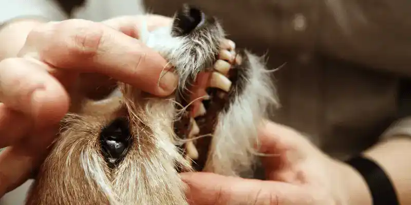 Fractured Teeth in Pets