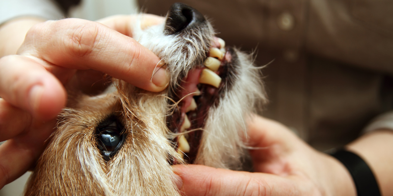 Pet parent holding dog's mouth and examining teeth.