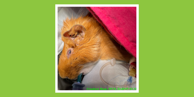 Anesthetized and intubated guinea pig; an intravenous catheter has been placed in the left cephalic vein. Animal Emergency & Referral Center of Minnesota.