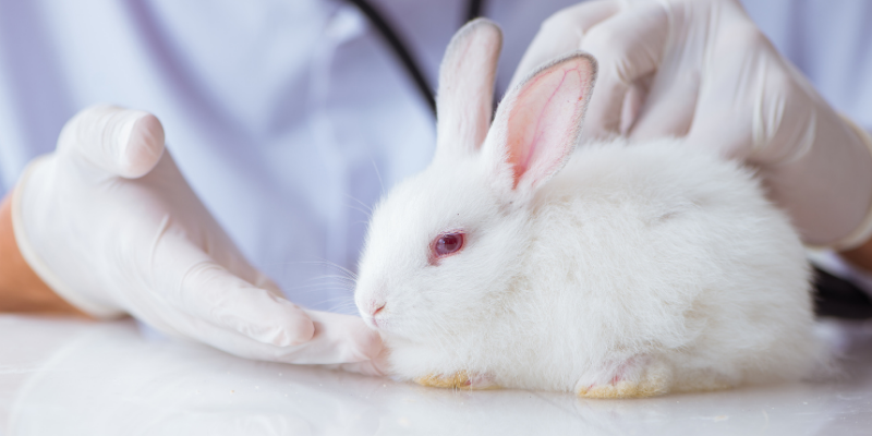 A white pet rabbit lying down on an exam table in front of a veterinarian with gloved hands. Animal Emergency & Referral Center of Minnesota.