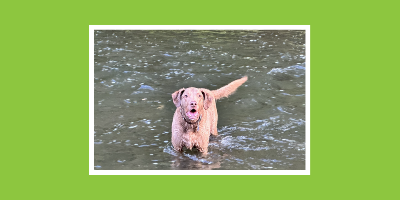 Dog playing in lake. Animal Emergency & Referral Center of Minnesota.