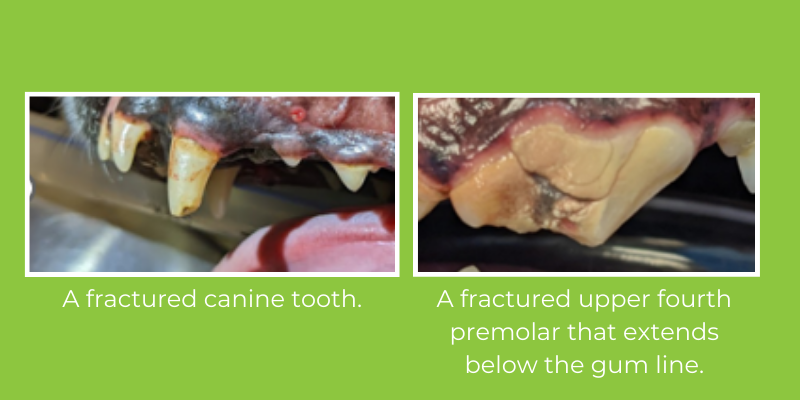 Two photos side by side. The first photo is a dog's mouth with a fractured canine tooth. The second photo is a dog's tooth with a fractured upper fourth premolar that extends below the gum line.