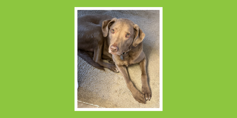 Dog lying in a white carpet floor. Animal Emergency & Referral Center of Minnesota.
