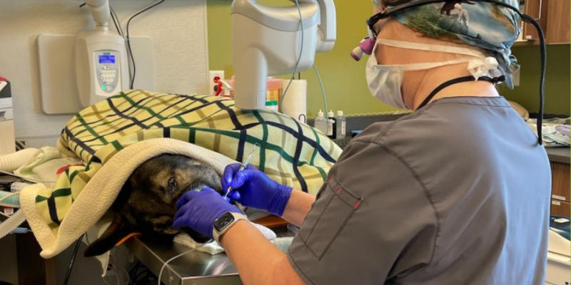A board-certified veterinary dentist sitting in front of an anesthetized pet while performing dental work. 