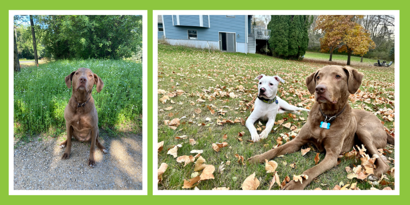 Dogs lying in leaves outside. Animal Emergency & Referral Center of Minnesota.
