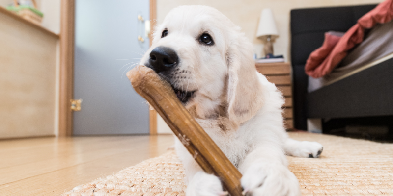 Dog chewing on a nylabone