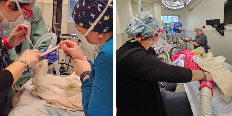 Two photo collage. The first photo is of two veterinary technicians preparing equipment for a pet's surgery. The second photo is of a pet in surgery with veterinary technicians monitoring the pet's anesthesia and breathing. Animal Emergency & Referral Center of Minnesota.