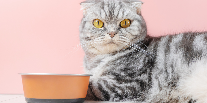 Gray striped cat with yellow eyes sitting next to a food dish.
