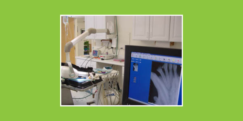 Dental x-ray displayed on computer monitor in front of a pet on an exam table with x-ray machine.