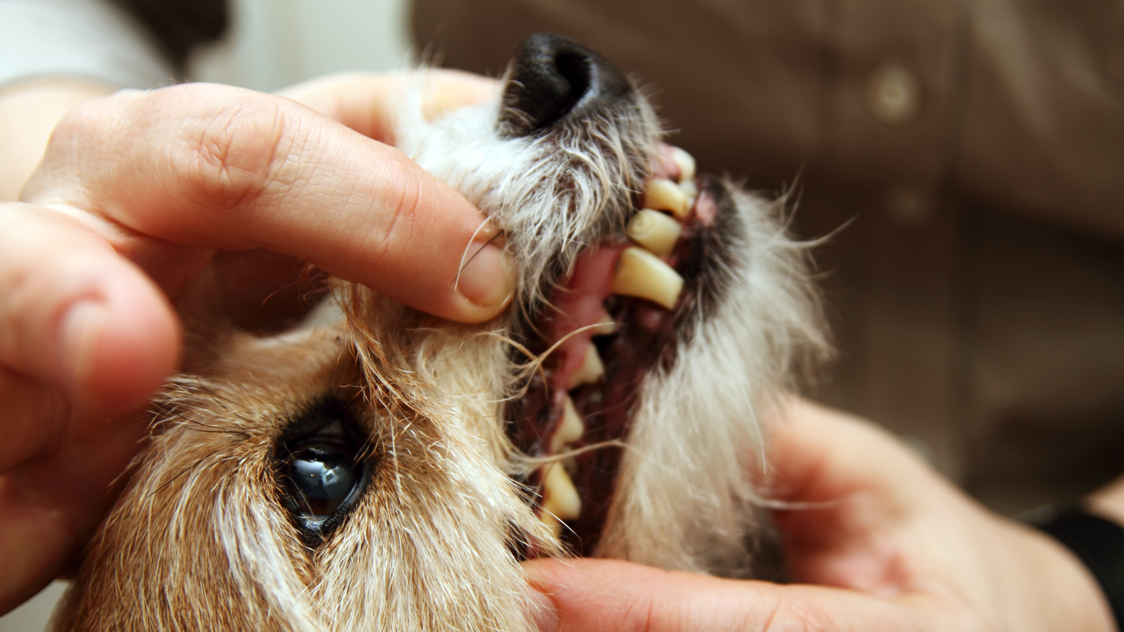 Fractured Teeth in Pets