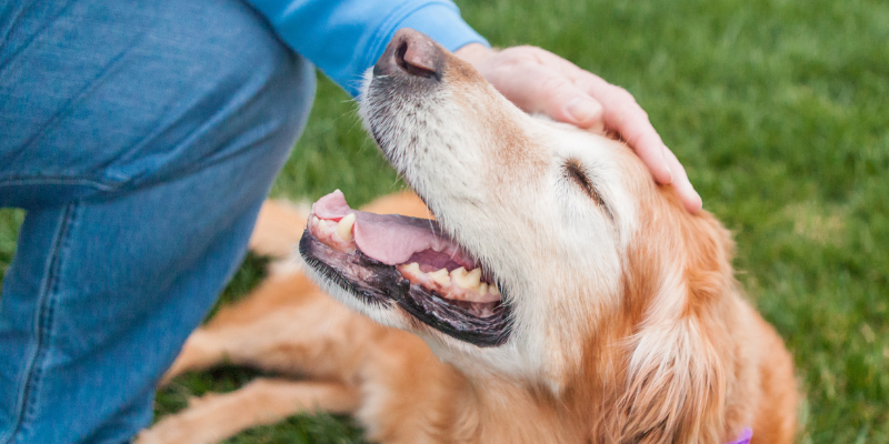 A senior dog lying the grass receiving pats on the head.