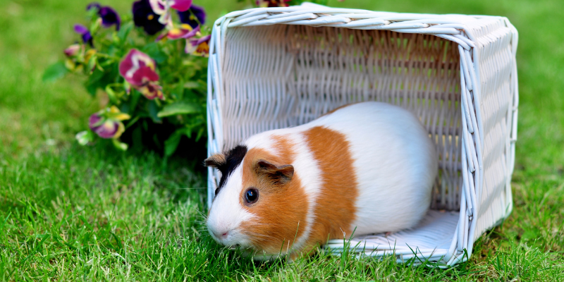 A guinea pig photo shoot outside with a basket and flowers.