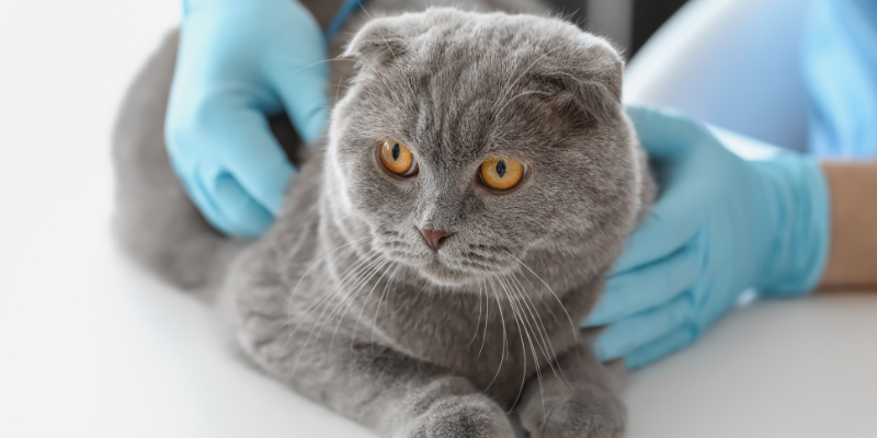 A gray cat at the veterinary clinic having an exam with the veterinarian's gloved hands on the cat.
