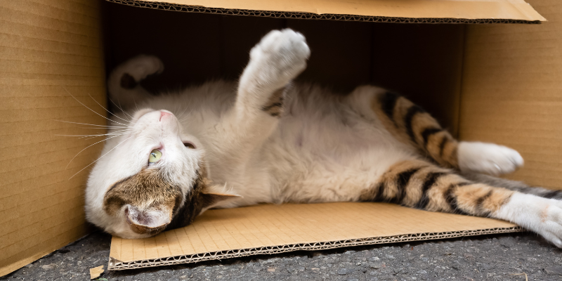 A cat playing inside an open cardboard box.