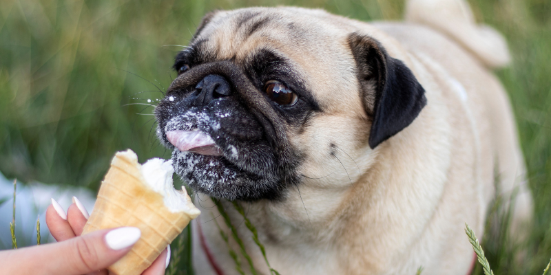 A pug eating a soft serve ice cream cone.