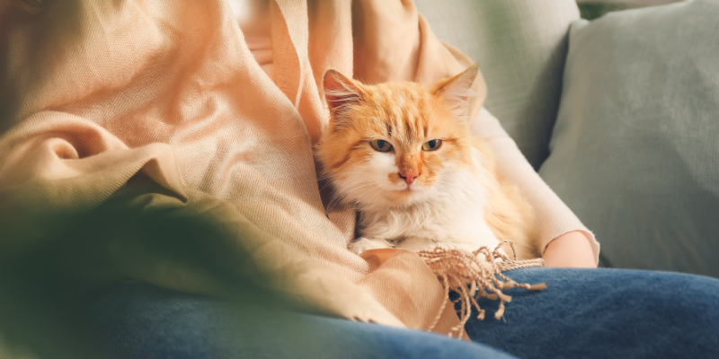 A cat snuggling with its owner.