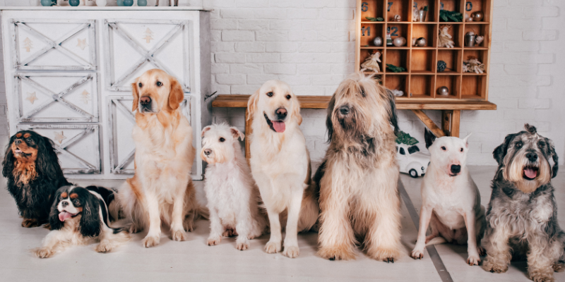 A group of dogs in a line in a living room.