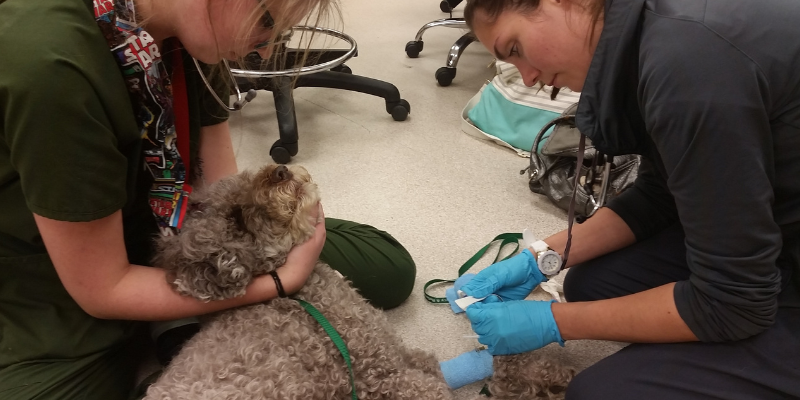 Two emergency veterinary technicians placing a catheter on a dog at Animal Emergency & Referral Center of Minnesota.