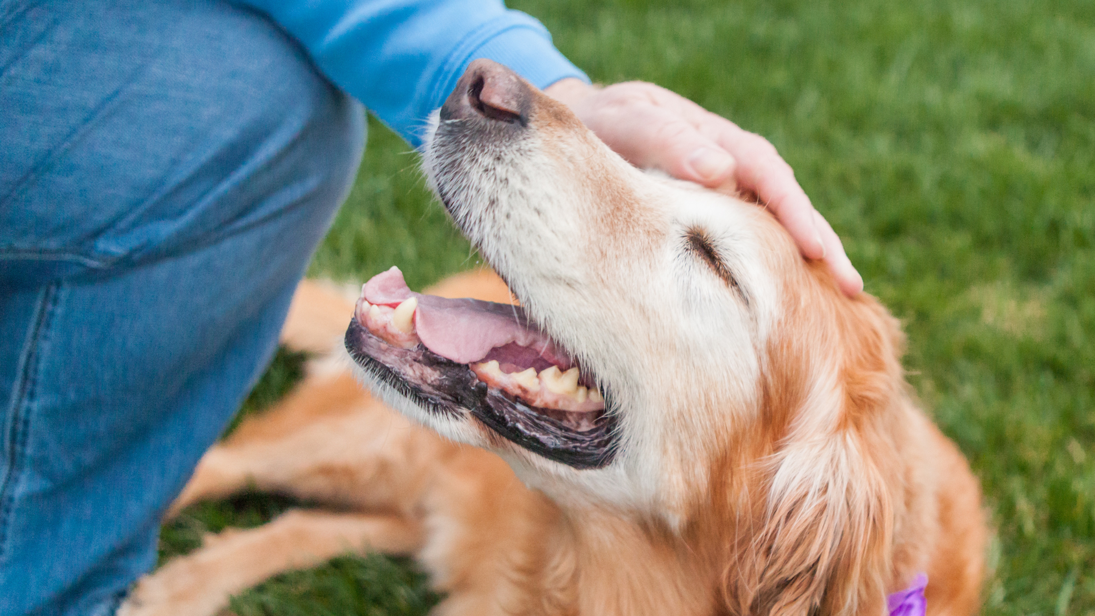 My Pet’s Final Day