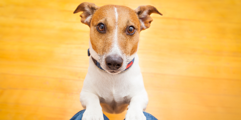A dog sitting up with paws on owner's knees.