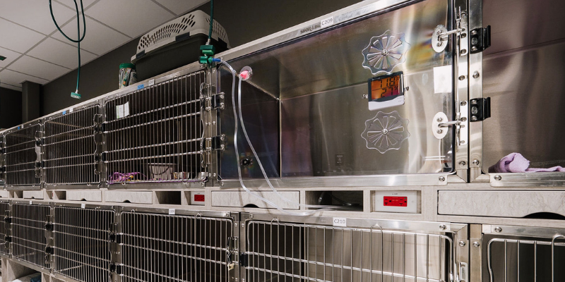 Two rows of kennels including one oxygen kennel at Animal Emergency & Referral Center of Minnesota.