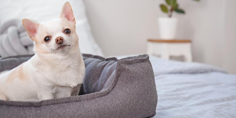 Small dog in dog bed on top of a human bed. 