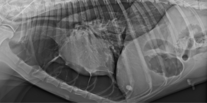 An x-ray of the collapsed lung of Beck, an Irish Setter, at Animal Emergency & Referral Center of Minnesota.