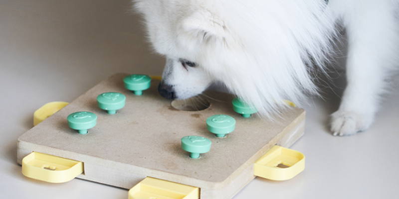 Dog sniffing a food puzzle toy.