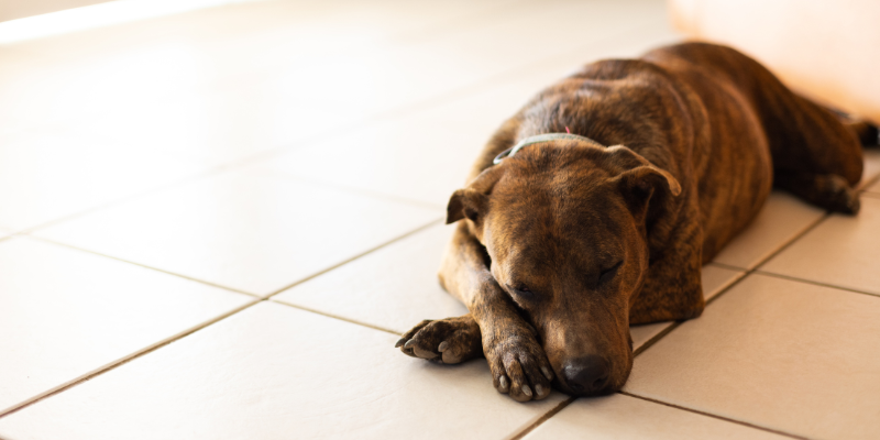 Dog lying down on kitchen floor.