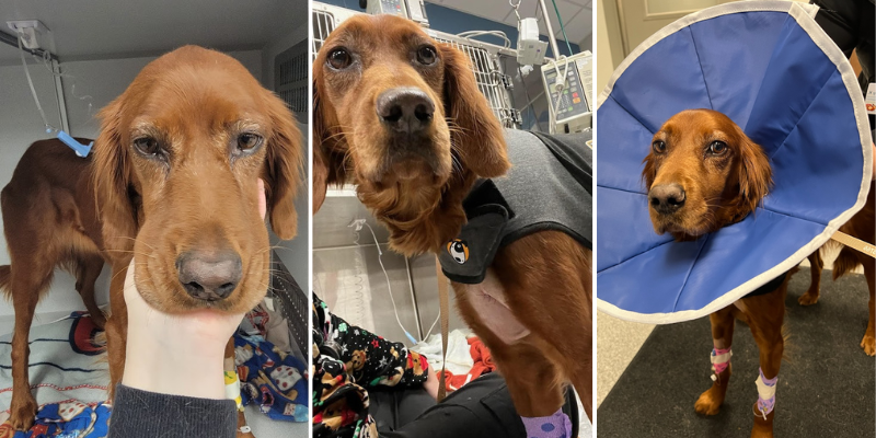 Beck, an Irish Setter, in a three-photo collage at Animal Emergency & Referral Center of Minnesota's ER. The first photo is of a technician's hand petting Beck in her kennel. The second photo is of Beck in a thundershirt standing outside her kennel. The third photo is of Beck wearing an E-collar. 