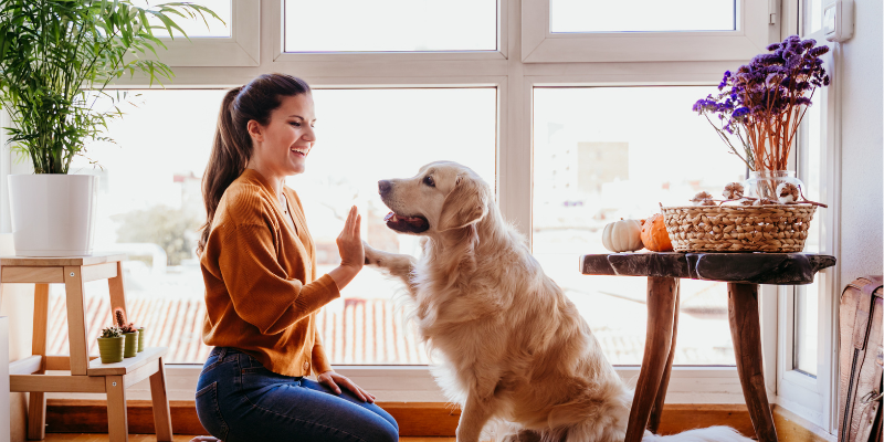 A woman training her dog to "high-five" at-home in her living room.